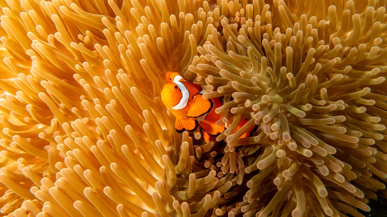 Clownfish in a colorful Bohol coral garden