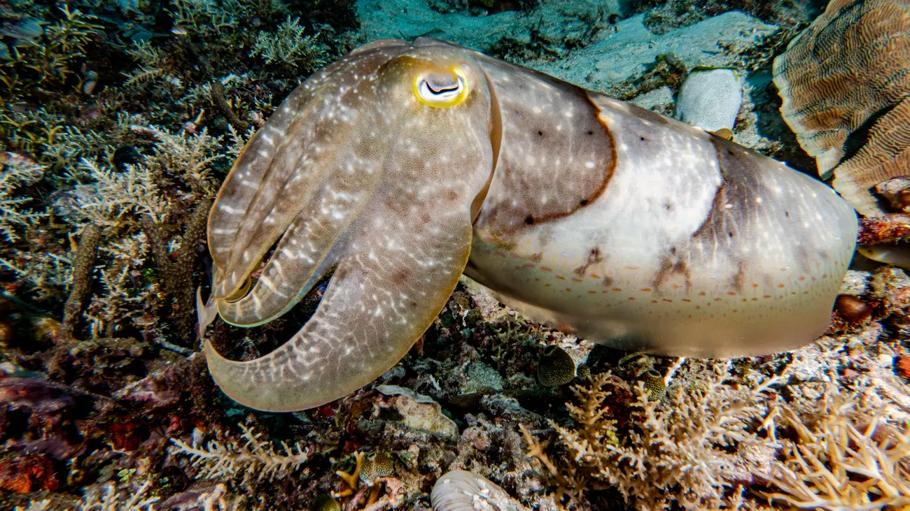 Cuttlefish over a reef in Bohol